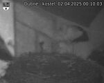Capi_Dubne_20250402_001003.jpg