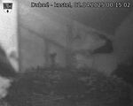 Capi_Dubne_20250402_001502.jpg
