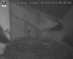 Capi_Dubne_20250402_004502.jpg