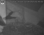 Capi_Dubne_20250402_024502.jpg