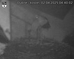 Capi_Dubne_20250402_044002.jpg