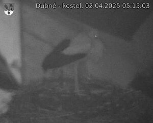 Capi_Dubne_20250402_051503.jpg (1350 x 1080)