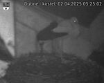 Capi_Dubne_20250402_052502.jpg