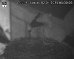 Capi_Dubne_20250402_053003.jpg
