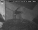 Capi_Dubne_20250402_054503.jpg