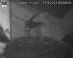 Capi_Dubne_20250402_055003.jpg