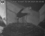 Capi_Dubne_20250402_055502.jpg