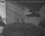Capi_Dubne_20250402_060003.jpg