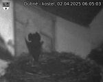 Capi_Dubne_20250402_060503.jpg