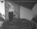 Capi_Dubne_20250402_061003.jpg