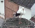 Capi_Dubne_20250402_063502.jpg