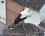 Capi_Dubne_20250402_064004.jpg