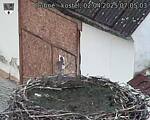 Capi_Dubne_20250402_070503.jpg