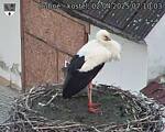 Capi_Dubne_20250402_071003.jpg
