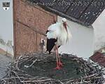 Capi_Dubne_20250402_072003.jpg