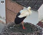 Capi_Dubne_20250402_072502.jpg