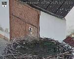 Capi_Dubne_20250402_073503.jpg