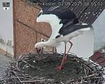 Capi_Dubne_20250402_080502.jpg