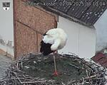 Capi_Dubne_20250402_081004.jpg