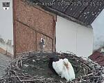 Capi_Dubne_20250402_082502.jpg