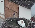Capi_Dubne_20250402_083004.jpg