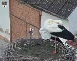 Capi_Dubne_20250402_084002.jpg
