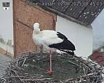 Capi_Dubne_20250402_084503.jpg
