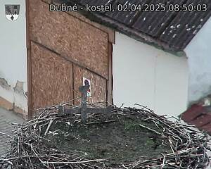 Capi_Dubne_20250402_085003.jpg (1350 x 1080)