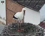 Capi_Dubne_20250402_090502.jpg