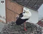 Capi_Dubne_20250402_092003.jpg