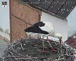Capi_Dubne_20250402_092503.jpg