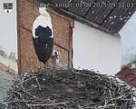 Capi_Dubne_20250402_093003.jpg