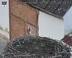 Capi_Dubne_20250402_095003.jpg