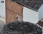 Capi_Dubne_20250402_100502.jpg