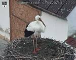 Capi_Dubne_20250402_102003.jpg