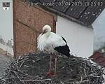 Capi_Dubne_20250402_102502.jpg