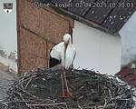 Capi_Dubne_20250402_103003.jpg