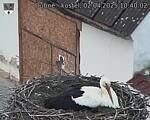 Capi_Dubne_20250402_104003.jpg