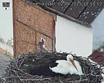 Capi_Dubne_20250402_105002.jpg