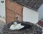 Capi_Dubne_20250402_105503.jpg
