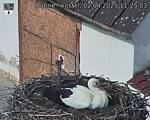 Capi_Dubne_20250402_112503.jpg