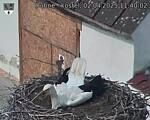 Capi_Dubne_20250402_114002.jpg
