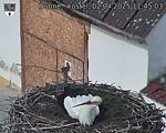 Capi_Dubne_20250402_114503.jpg