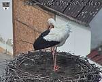Capi_Dubne_20250402_121003.jpg