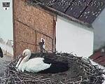 Capi_Dubne_20250402_122503.jpg