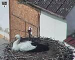Capi_Dubne_20250402_125003.jpg
