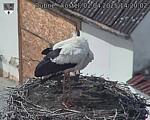Capi_Dubne_20250402_142002.jpg