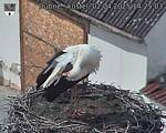 Capi_Dubne_20250402_142503.jpg