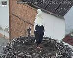 Capi_Dubne_20250402_143502.jpg