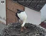 Capi_Dubne_20250402_150003.jpg